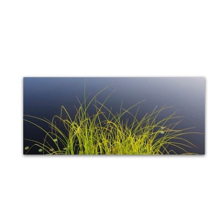 Kurt Shaffer 'Pond Grass Abstract' Canvas Art,10x24